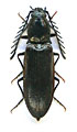 Anostirus marginatus