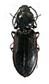 Anostirus melas