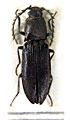 Anostirus melas