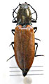 Anostirus nerii