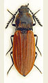 Anostirus parumcostatus