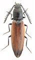 Anostirus platiai