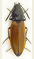 Anostirus pseudosulphuripennis
