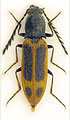 Anostirus pullatus