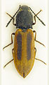 Anostirus pullatus