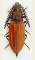 Anostirus purpureus