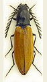 Anostirus reissi