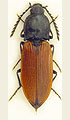 Anostirus richterae