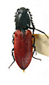 Anostirus richterae