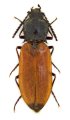Anostirus saltini