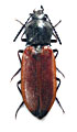 Anostirus saltinii