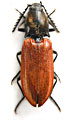 Anostirus stramineipennis