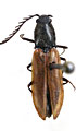 Anostirus stramineipennis