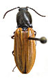 Anostirus stramineipennis