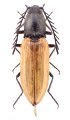 Anostirus stramineipennis