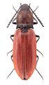 Anostirus stramineipennis