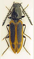 Anostirus suvorovi