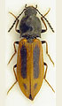 Anostirus suvorovi