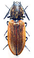 Anostirus teheranus