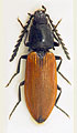 Anostirus trivialis