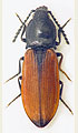 Anostirus trivialis