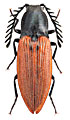 Anostirus turkestanicus