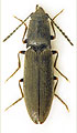 Aplotarsus angustulus