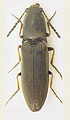 Aplotarsus incanus