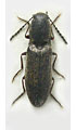 Aplotarsus tibiellus