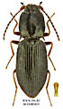 Ascoliocerus basalis