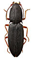 Ascoliocerus fluviatilis