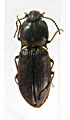 Ascoliocerus sachalinensis