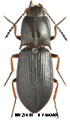 Ascoliocerus sanborni