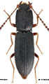 Ascoliocerus saxatilis