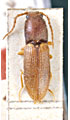 Athous brevipennis