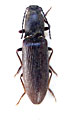 Athous divaricatus