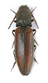 Athous flavipennis