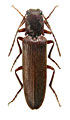 Athous masoae
