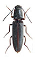 Athous panellai