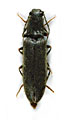Athous petronelae