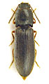 Athous picipennis