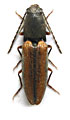 Athous subvirgatus