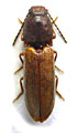 Athous subvirgatus