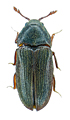 Aulonothroscus laticollis