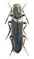 Borowiecianus alatus