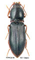 Calambus ussuriensis