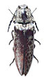 Campsosternus argentipilis