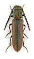 Campylomorphus homalisinus