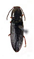 Cardiophorus aenigmatosus