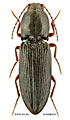 Cardiophorus aenigmatosus